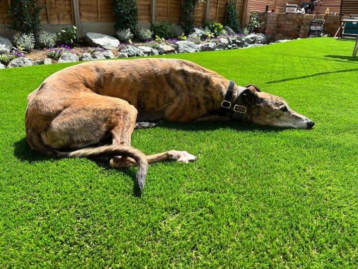 Fake grass clearance for puppies